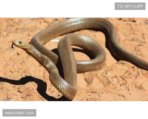 古尔丁伤愈归队重返赛场明日迎战太攀蛇上演赛季首秀引爆全场